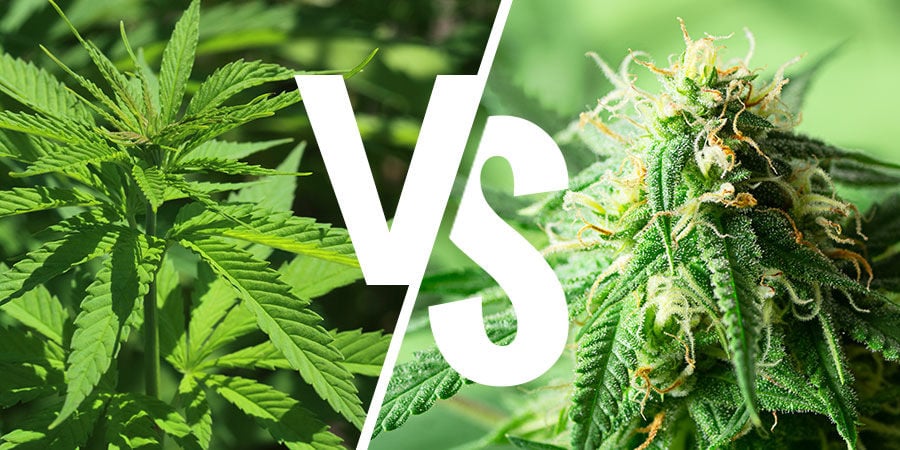 Indica vs Sativa: Compreendendo as Diferenças Entre os Dois Principais Tipos de Cannabis